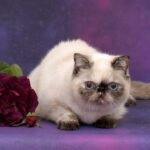 Azure tortie point color Exotic shorthair female kitten