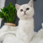 Grace Scottish straight shorthair female kitten