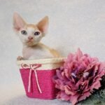 Oliver Devon Rex kitten