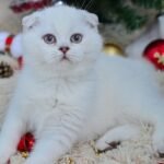 Uniti Scottish fold shorthair male kitten