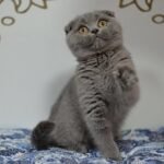 Kiki purebred Scottish fold kitten in a blue color