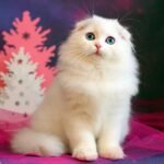 Zlatko Scottish fold longhair male kitten