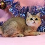 Cedrik purebred British shorthair male kitten