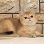 Tiguan purebred British shorthair male kitten