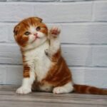 Elite Humster Scottish fold shorthair male kitten