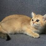 Nala female Scottish gold chinchilla