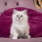 47 Talon Siberian male kitten