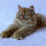Garfield Persian male kitten
