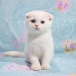 Fill Scottish fold shorthair male kitten