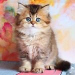 Adriana purebred British longhair female kitten