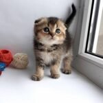 Lionel Scottish fold shorthair male kitten