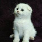 Romio purebred Scottish fold in a white color