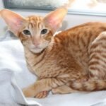 Dragon Lord Oriental male kitten