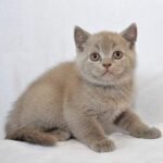 Dexter purebred British shorthair boy