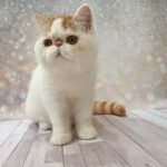 Felix Exotic shorthair male kitten
