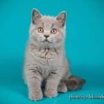 Cherry communicative British shorthair female kitten