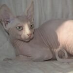Veronika amazing Sphinx female kitten