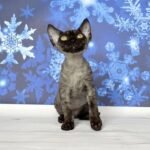 Mistbreeze Xenon Devon Rex male kitten in a black color