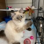 31 Edit Siberian female kitten