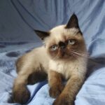 Yang exotic shorthair male kitten with chocolate shade and blue eyes