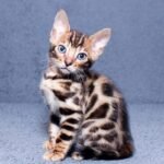 Mailik purebred Bengal male kitten