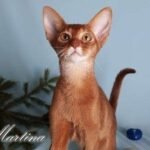 Martina purebred Abyssinian female kitten