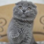 Kate Scottish fold shorthair female kitten