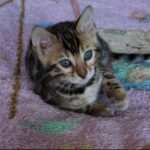 Zabava purebred Bengal female kitten