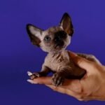 Aurum Pride elegant Bambino female kitten with blue eyes