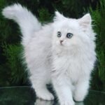 Lora attractive British semilonghair female kitten with green eyes