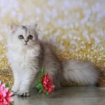 Flint Elit Bell black silver color male British kitten