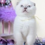 Kantik purebred Scottish fold lilac color point