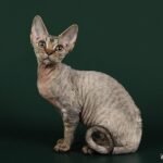 Freya Devon Rex female kitten in a brown tabby color