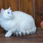 Yonkers purebred British shorthair kitten