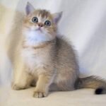 C-Wellington purebred British shorthair male kitten