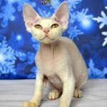 Mistbreeze Xoshi Devon Rex male kitten in a white color