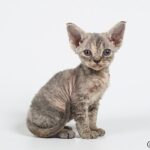 Funny purebred Devon Rex female kitten in a blue creamy color