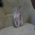 Rafaella purebred Abyssinian female kitten