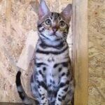 Ultima purebred Bengal female kitten