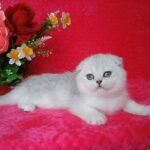 Alisa chinchilla color Scottish fold female kitten