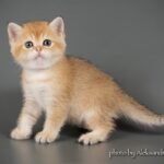 Diamantik purebred British shorthair male kitten