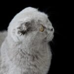 Pepper Scottish fold shorthair male kitten