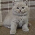 Tomas Scottish straight shorthair male kitten