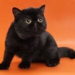 Jannet black color Exotic shorthair female kitten