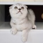 Archi Scottish fold male kitten
