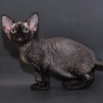 Selena female kitten Devon Rex