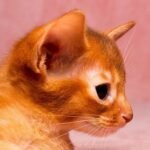 Fabares purebred Abyssinian female kitten