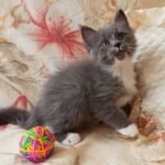 Inzhir Siberian male kitten