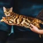 Best Prinse Junior purebred Bengal male kitten