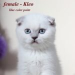 Kleo purebred Scottish fold lilac color point
